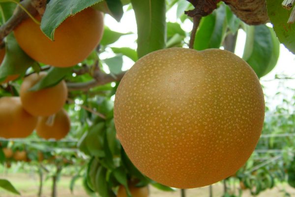 【2019年果物狩り】終了のお知らせ