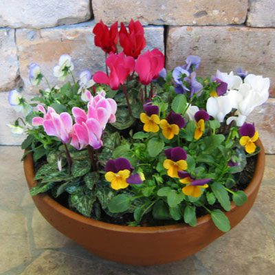 ◆◇ガーデンシクラメンの寄せ植え教室◇◆