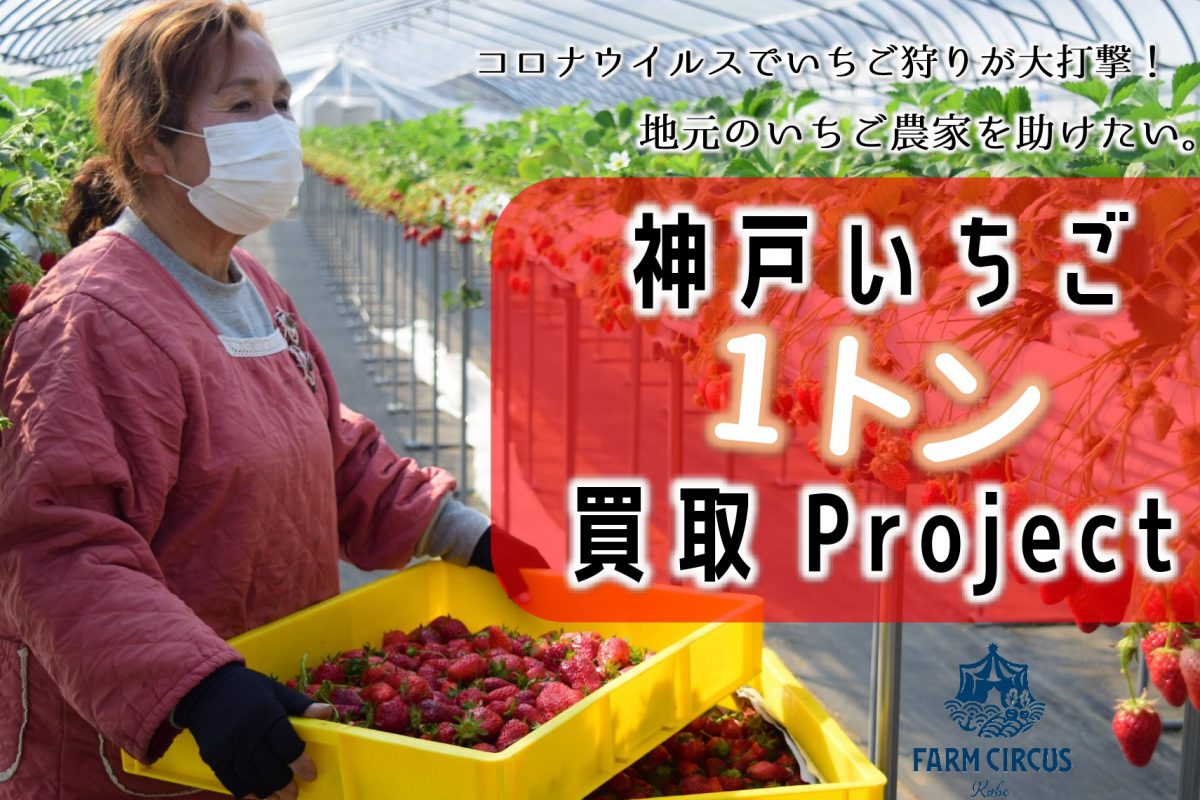 『いちご農家を助けたい！』神戸のいちご1トン買取Project始動！