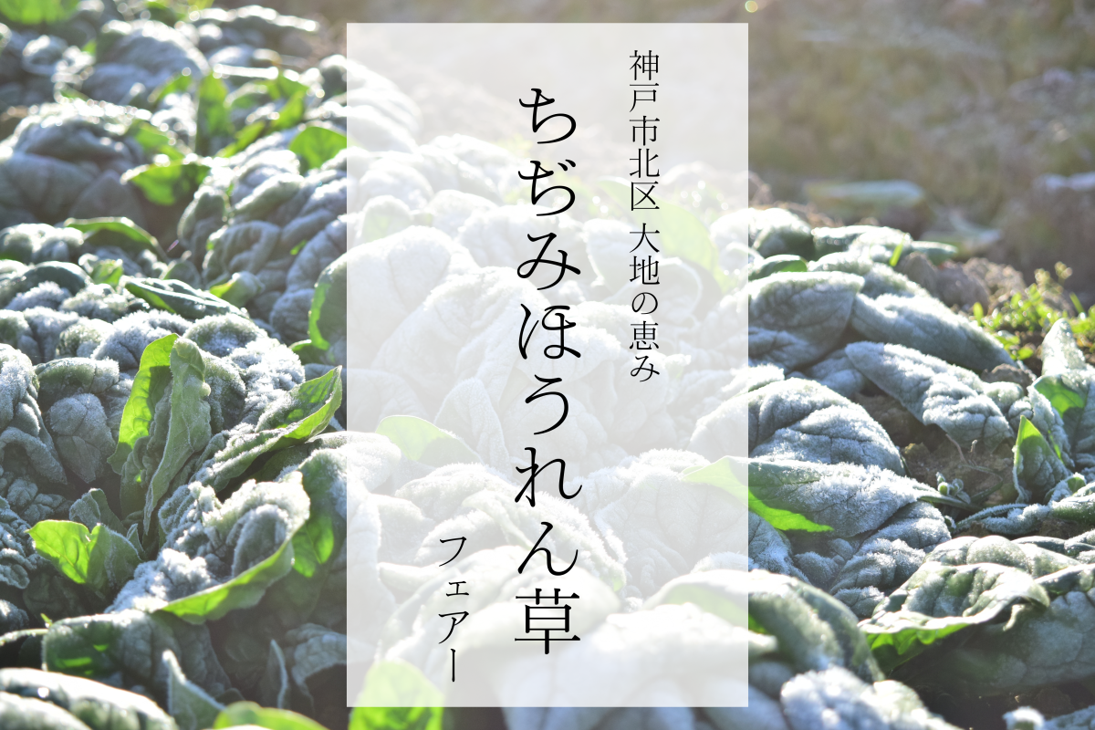 神戸市北区の大地の恵み”ちぢみほうれん草”を楽しもう！