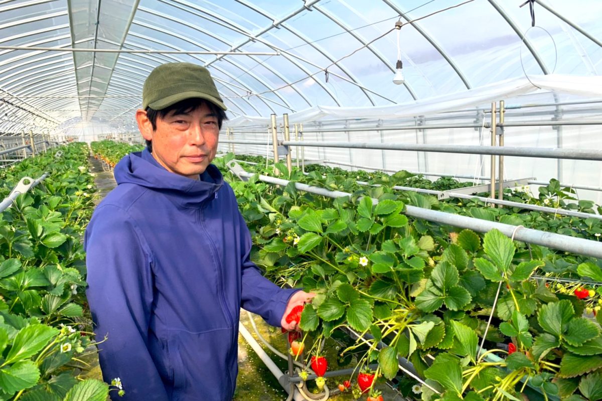 二郎で初めての新規就農者として次世代に繋ぐ架け橋　いちご農家、ヤマネコファームの山根さん