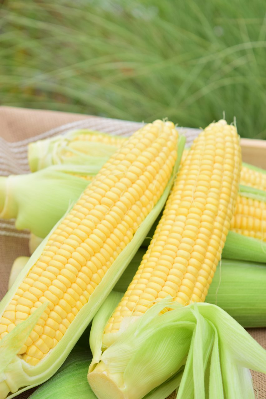 FARM CIRCUSスイートコーンフェア開催!大沢町の新鮮なコーンを楽しもう 道の駅 神戸フルーツ・フラワーパーク大沢