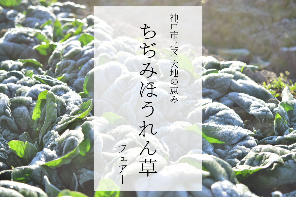 神戸市北区の大地の恵み”ちぢみほうれん草”を楽しもう！ | 道の駅 神戸フルーツ・フラワーパーク大沢