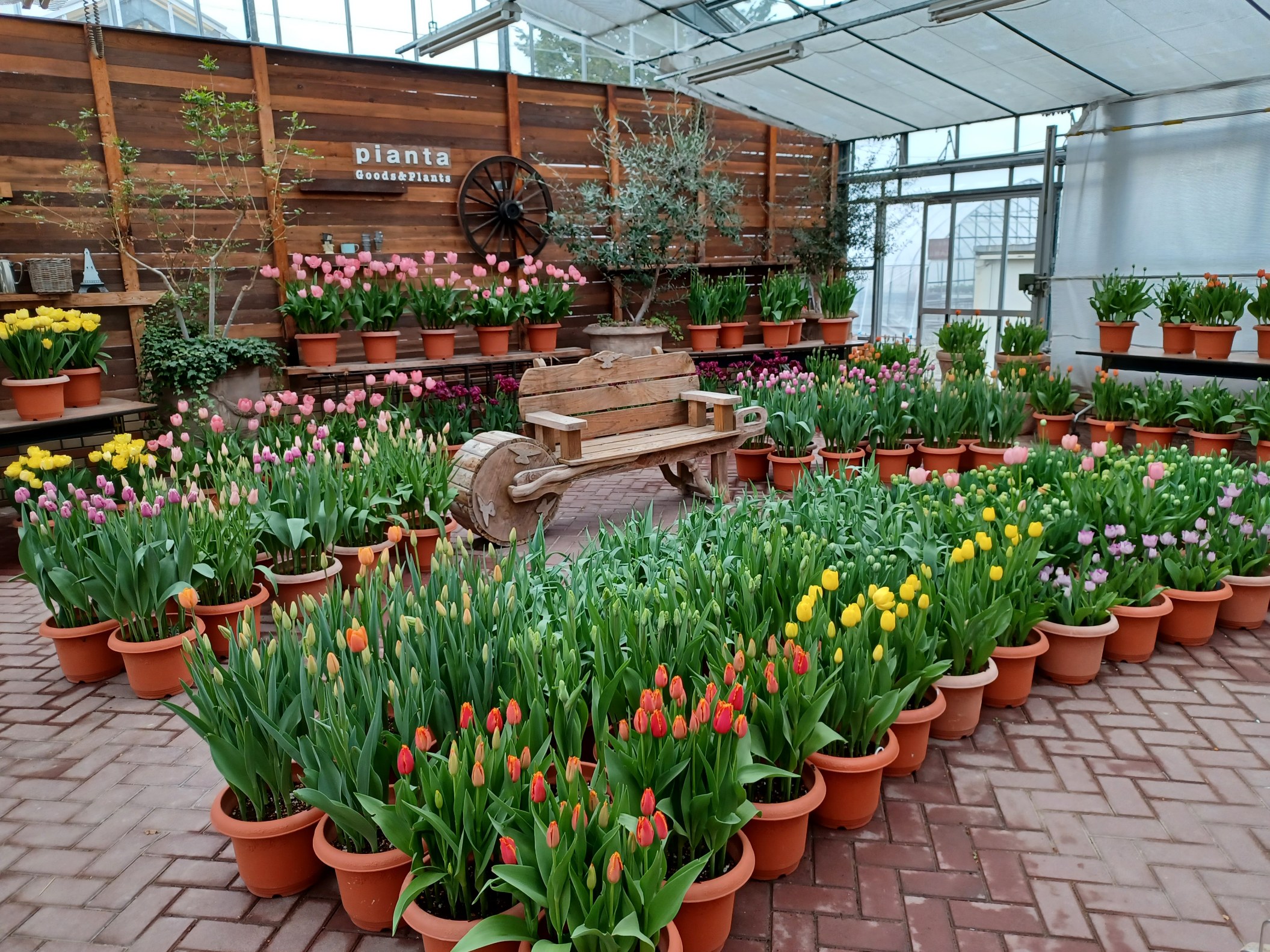 チューリップフォトスポット | 道の駅 神戸フルーツ・フラワーパーク大沢
