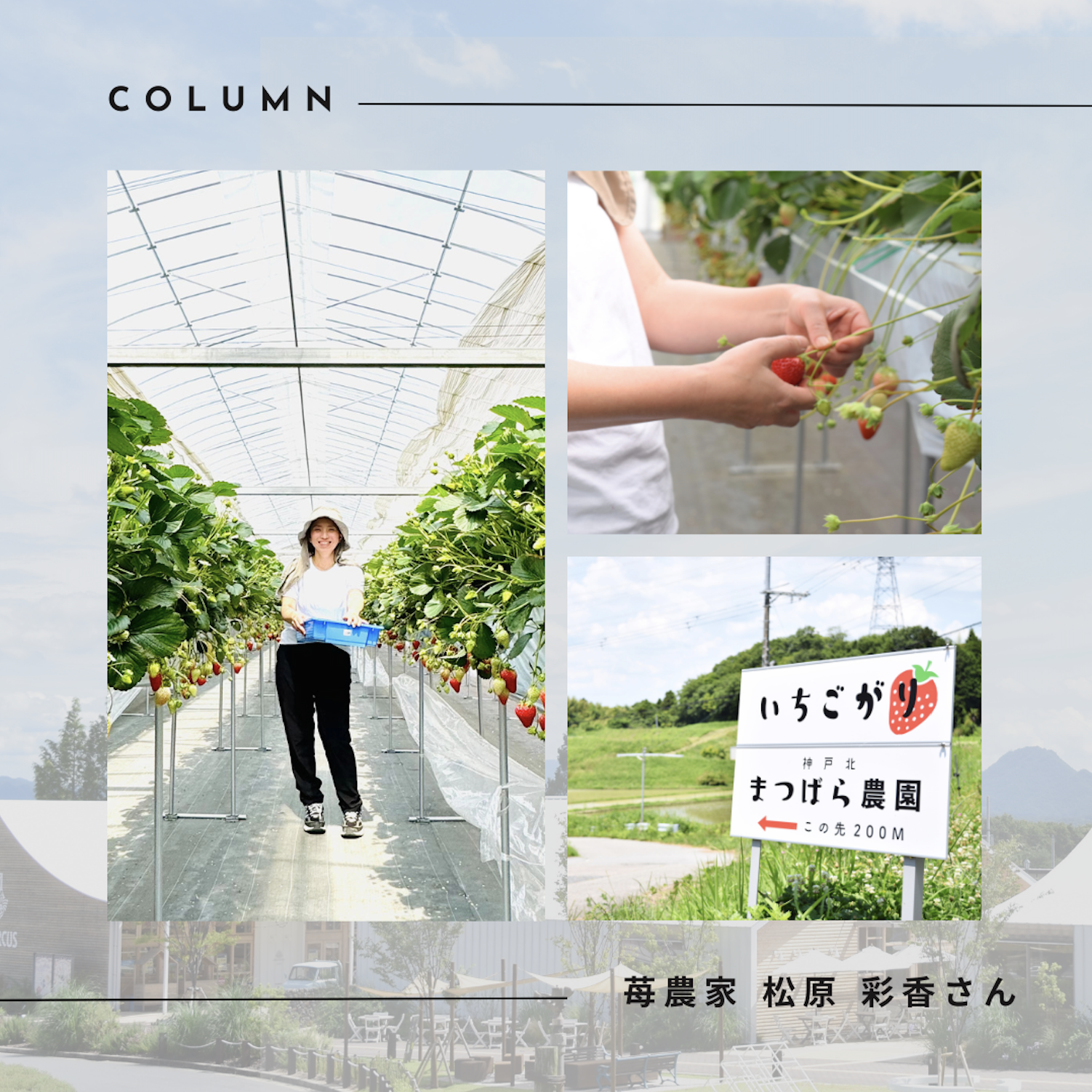 教えてもらったことをしっかりと。いちご農家4年目、松原彩香さん | 道