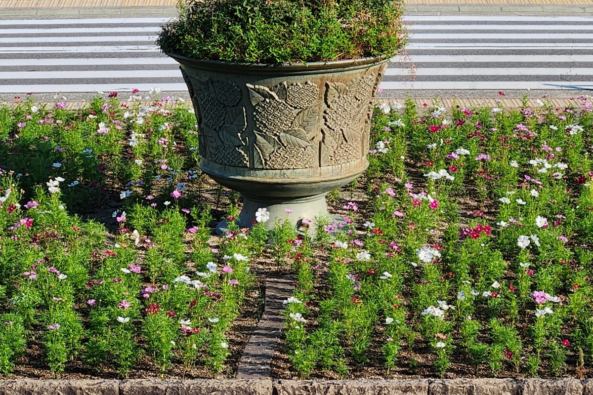 道の駅神戸フルーツ・フラワーパーク市民花壇コスモスの植え込み体験について