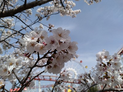 桜が見頃です
