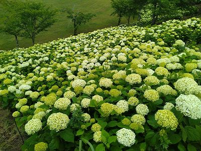 6月15日　アジサイの開花状況