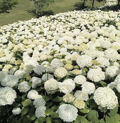 6月18日　アナベルの状況